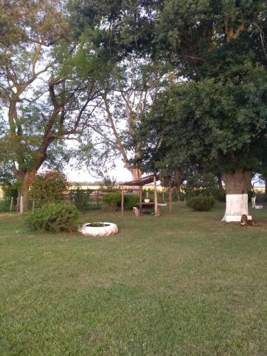 a tree in the middle of a grass field at El Viejo Roble in Bragado