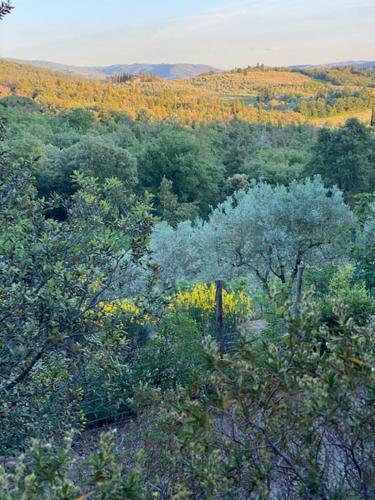 a forest filled with lots of trees and bushes at La Magnolia in Greve in Chianti