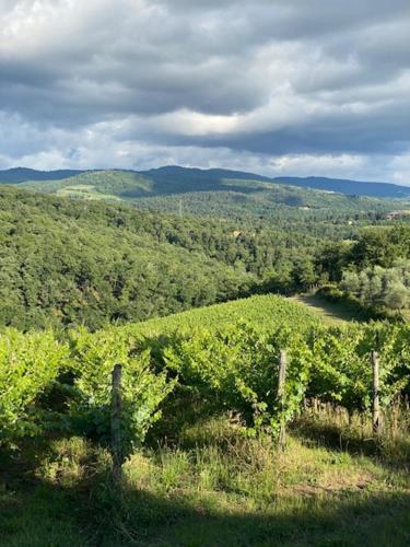 a view of a vineyard with trees and hills at La Magnolia in Greve in Chianti