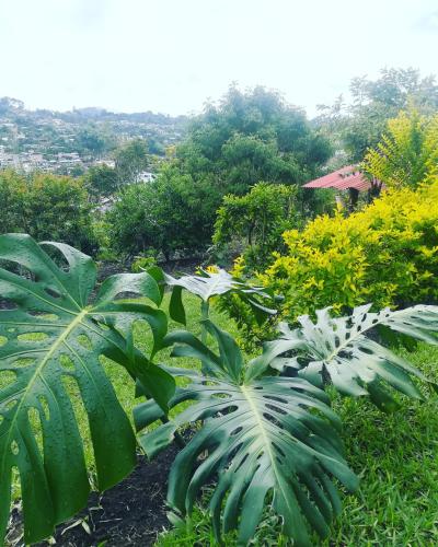 a garden with green plants and yellow flowers at San Agustín Wayrana in San Agustín