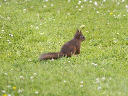 un pequeño animal sentado en un campo de hierba en Armidale Cottages B&B, en Workington