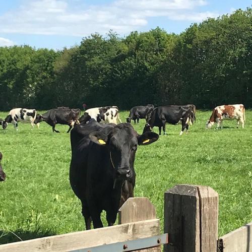 a herd of cows grazing in a field at Boutique Hotel en B&B De Zwammenberg in De Moer