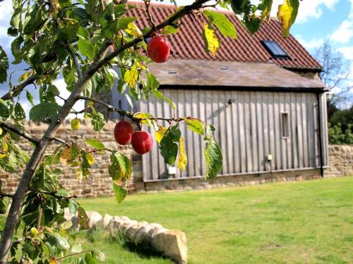 an apple tree in front of a building at Plum Tree Cottage in Witton le Wear
