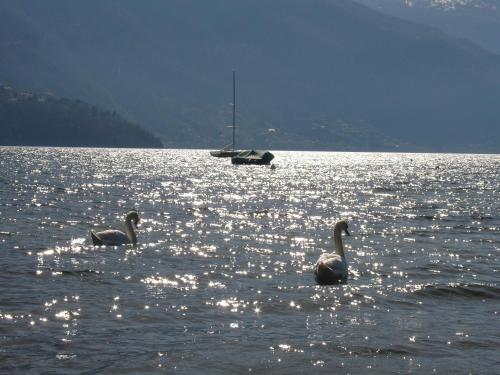 two swans swimming in a large body of water with a boat at Tullio Hotel in Gravedona