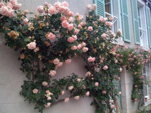 Un mazzo di fiori sul lato di un edificio di Chateau de la Rue a Cour-sur-Loire