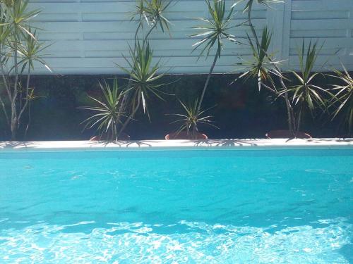 uma piscina azul com palmeiras ao fundo em Villa Eden Rock em Schœlcher