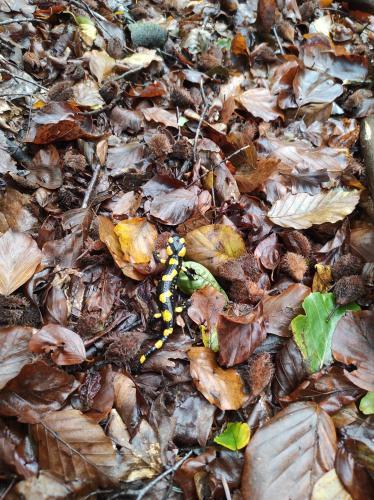 a yellow caterpillar crawling on the ground with leaves at Apartament Na Rozdrożu in Cisna