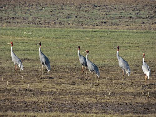 a group of birds standing in a field at Rawla Bisalpur in Jawāi Bāndh