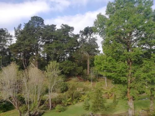 a view of a forest with trees and grass at Miles House in George