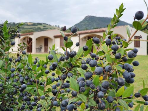 a bunch of blueberries on a tree in front of a house at La Casa di Spinosella in Valledoria