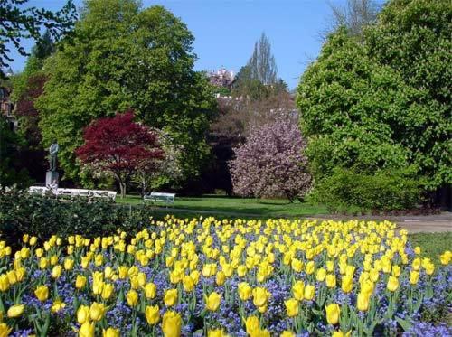 a field of yellow and purple flowers in a park at Nueva Fiesta Apartment in Mariánské Lázně