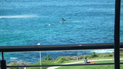 a man watching a dolphin in the water at Misty Waves Boutique Hotel in Hermanus
