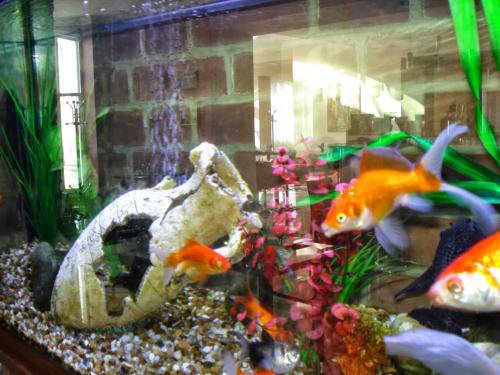 a group of fish in a fish tank at Eastbourne Riviera Hotel in Eastbourne