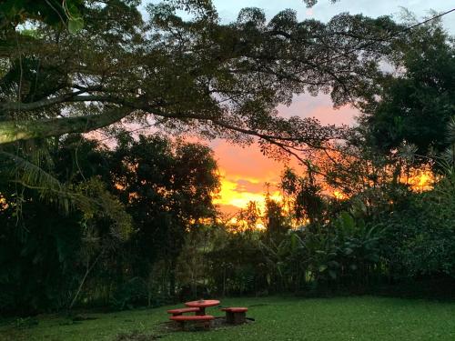 two picnic tables under a tree with a sunset in the background at Trapp Family Country Inn in San Antonio