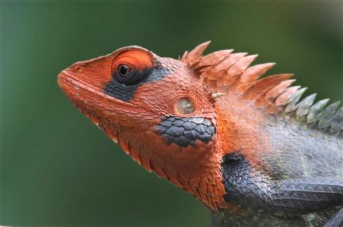 an orange and black lizard sitting on a branch at The Spice House Mirissa in Mirissa
