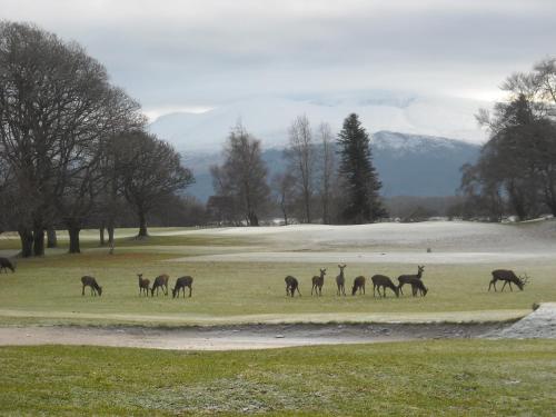 
a herd of horses grazing on a lush green field at Neptune's Hostel in Killarney
