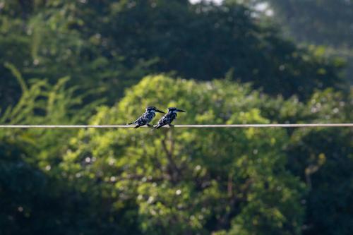 two birds sitting on a wire in front of trees at Dera Baghdarrah Nature Retreat Udaipur in Udaipur