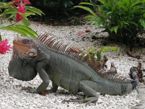 una iguana sentada en el suelo junto a las flores en Hotel El Jardin en Montezuma