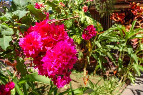 a bunch of pink flowers in a garden at Casa Lucia in Managua