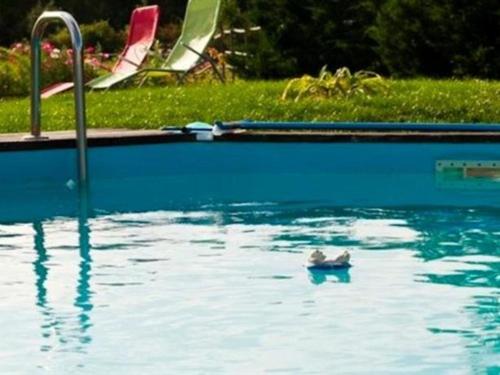 un pato en el agua en una piscina en Le Clos Marie, en Langeais