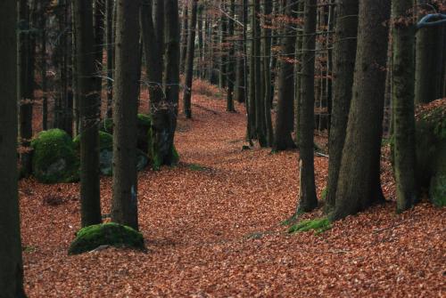a path through a forest with trees and leaves at Gasthof und Pension Haunschmid in Rechberg