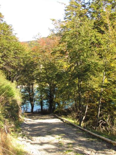 a dirt road with trees on either side at Parador Loberias del Sur Puerto Bertrand in Puerto Bertrand