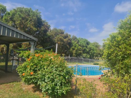 Murrurundi的住宿－山谷美景汽車旅館，一个带游泳池和鲜花灌木的院子