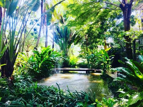 a pond in the middle of a lush green forest at River CoCo @ Amphawa in Samut Songkhram