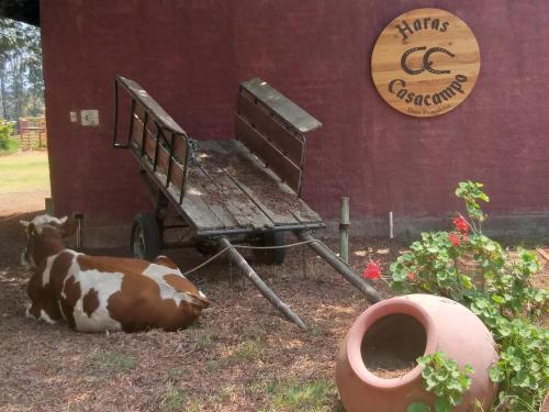 a cow laying on the ground next to a cart at Hotel Haras Casacampo in Quintero