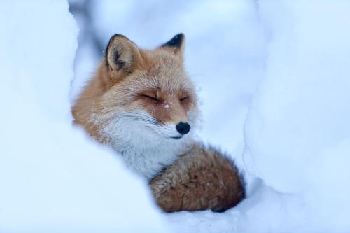 a fox is sleeping in the snow at Kamihoroso in Kami-furano