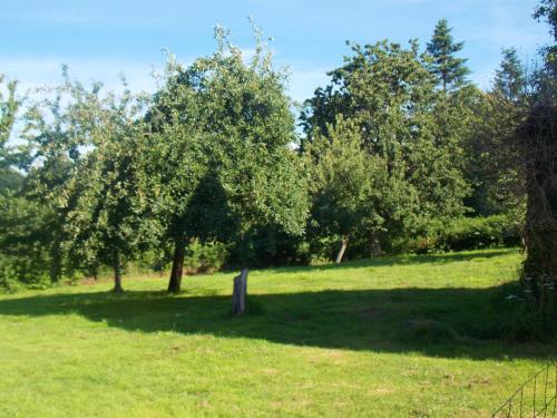 ein Baum auf einem Feld mit Gras und Bäumen in der Unterkunft Maison de 2 chambres avec jardin clos et wifi a Sourdeval in Sourdeval