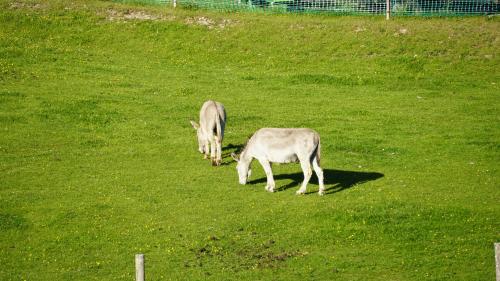 ファームステイの敷地内または近くにいる動物