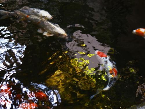Άλλα ζώα σε αυτό το ryokan ή στη γύρω περιοχή