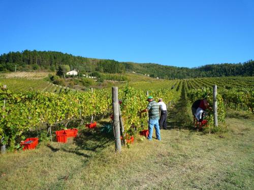 a group of people standing in a vineyard at Holiday home in Dicomano FI in Dicomano