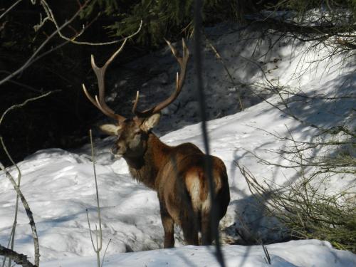 a deer with antlers standing in the snow at Hotel Derby in Fiesch