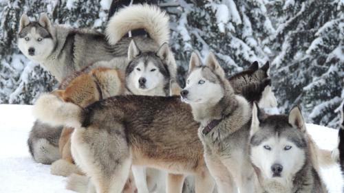 シャレーの敷地内または近くにいる動物