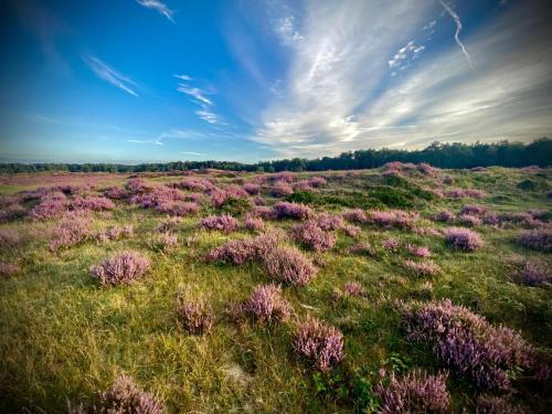 a field of purple flowers in a field at Relais & Chateaux De Struyckenbergen - villa met wellness in Elspeet