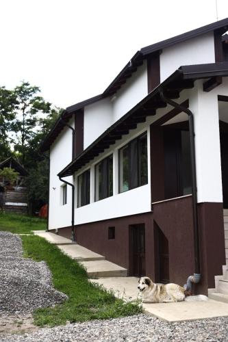a dog laying in front of a house at Hățașul Bunicului in Arefu