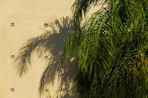a shadow of a palm tree on a wall at Sirayane Boutique Hotel & Spa Marrakech in Marrakesh