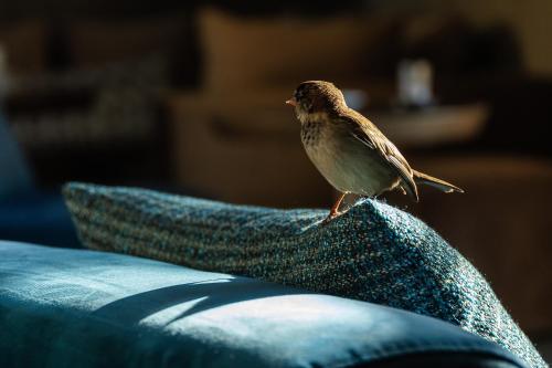 a small bird sitting on the back of a couch at Sirayane Boutique Hotel & Spa Marrakech in Marrakesh