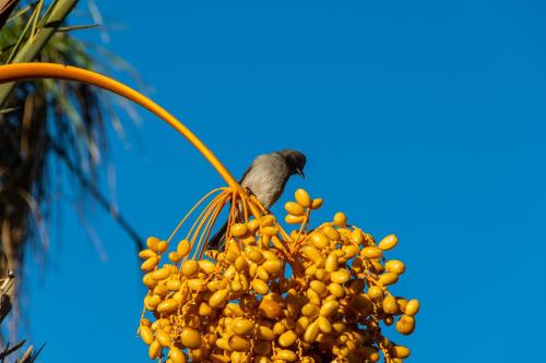 a bird perched on top of a bunch of fruit on a palm tree at Sirayane Boutique Hotel & Spa Marrakech in Marrakesh
