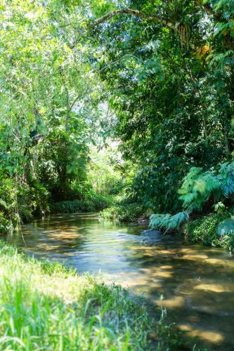 a stream in a forest with trees and water at Pousada Quatro Estações Paraty in Sertão do Taquari