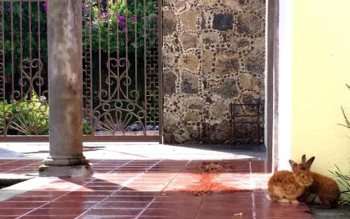 Huéspedes con una o varias mascotas en Casa de las Luciérnagas