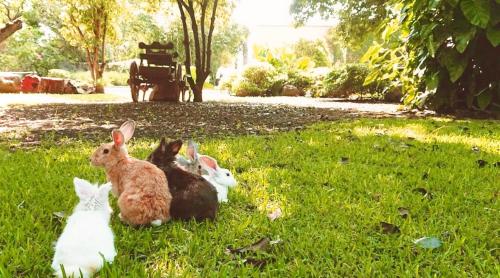 Animales en el hotel o alrededores