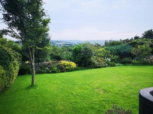 a green yard with a tree in the grass at Lower Cross in Keighley
