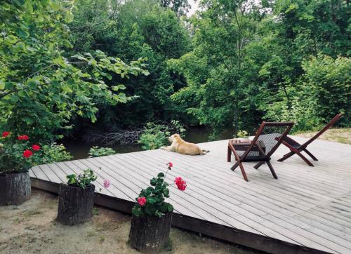 a dog laying on a wooden deck with a chair at VasaRojaus Jurta in Birštonas