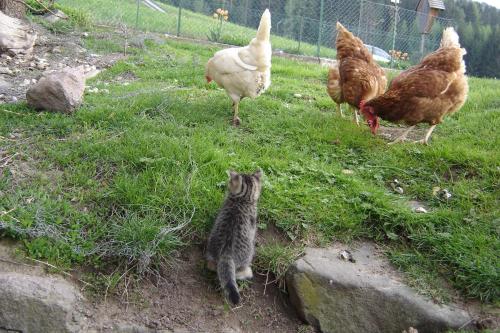 a cat sitting in the grass next to chickens at Binterhof in Castelrotto