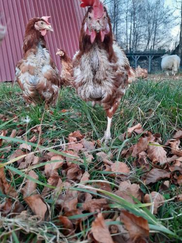 Planinska kuca Dasovic في فوزين: مجموعة من الدجاج تقف في العشب