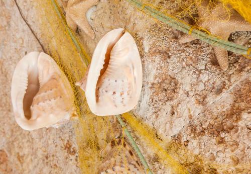 a close up of a dinosaur tooth on the ground at Ilios Beach Hotel Apartments ADULTS ONLY in Rethymno Town