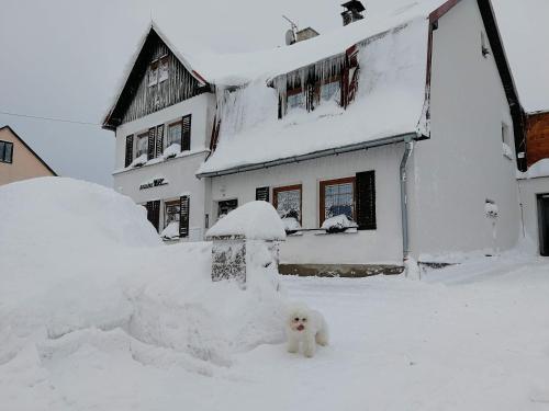 a white dog standing in the snow in front of a house at Pension MAX in Pernink